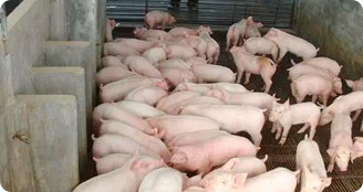 多肽保健养猪